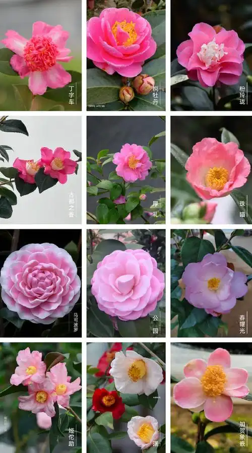 古朴单瓣风格茶花的花友可以选择入手啦~wx识别图9小程序码前来选购哈