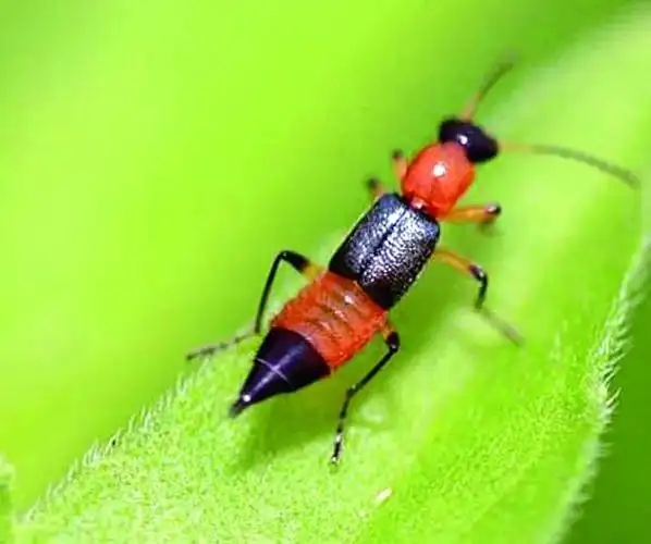 注意一种不明小飞虫出没广西人要当心被咬后奇痒无比