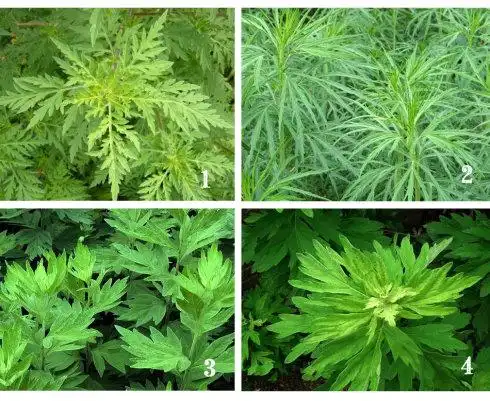 五月初五采艾蒿如何区别艾草和蒿草神灸堂