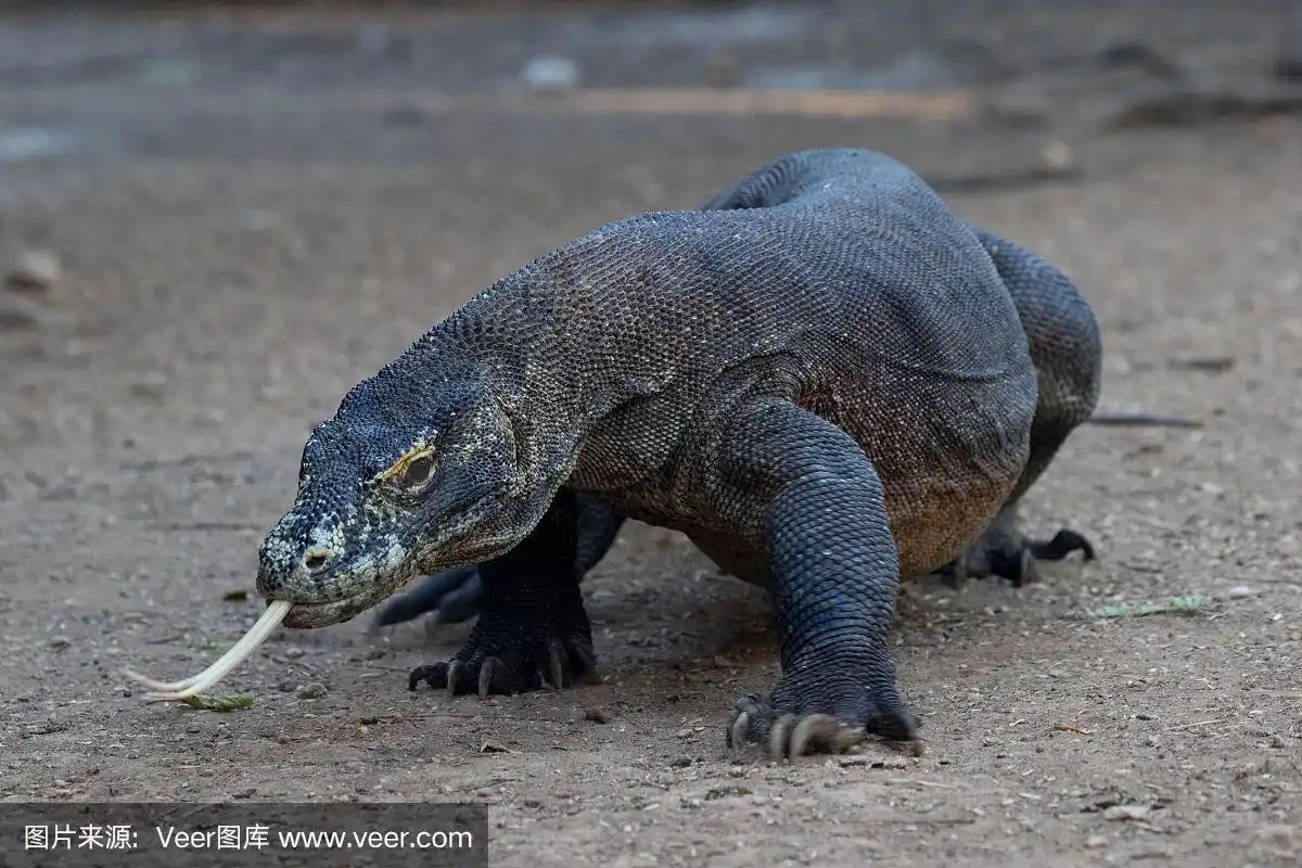 科莫多巨蜥