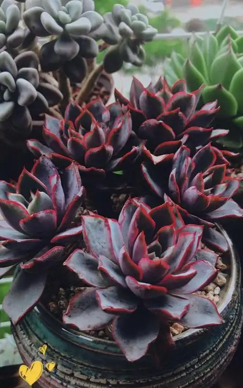 多肉赫拉状态差,满足"三习性",纹路清晰颜色艳,弥漫甜甜香气