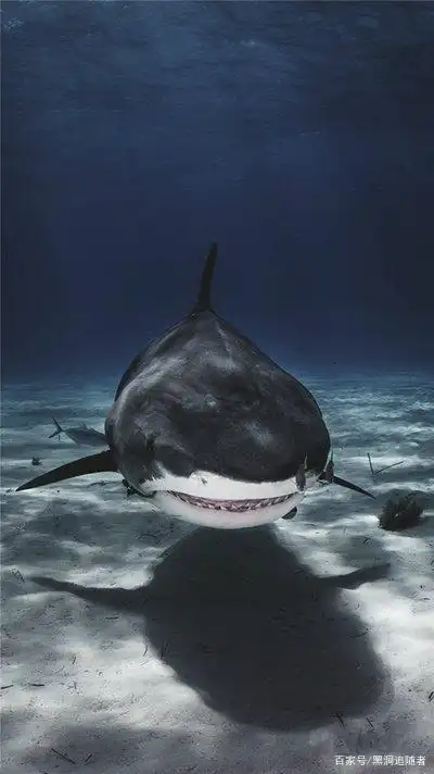 海洋变成一锅"酸汤",科学家发现丧尸鲨鱼,皮肤和牙齿已被融化