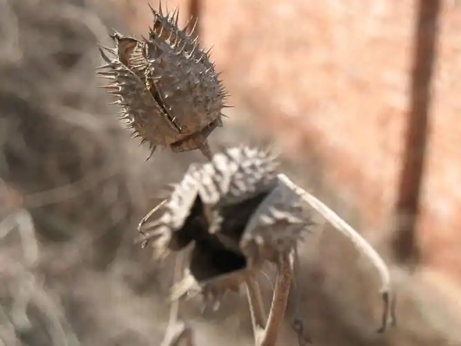 这种植物叫什么名字?
