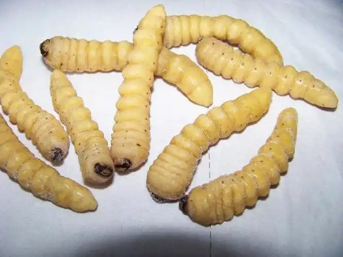 曲牙锯天牛,大牙土天牛