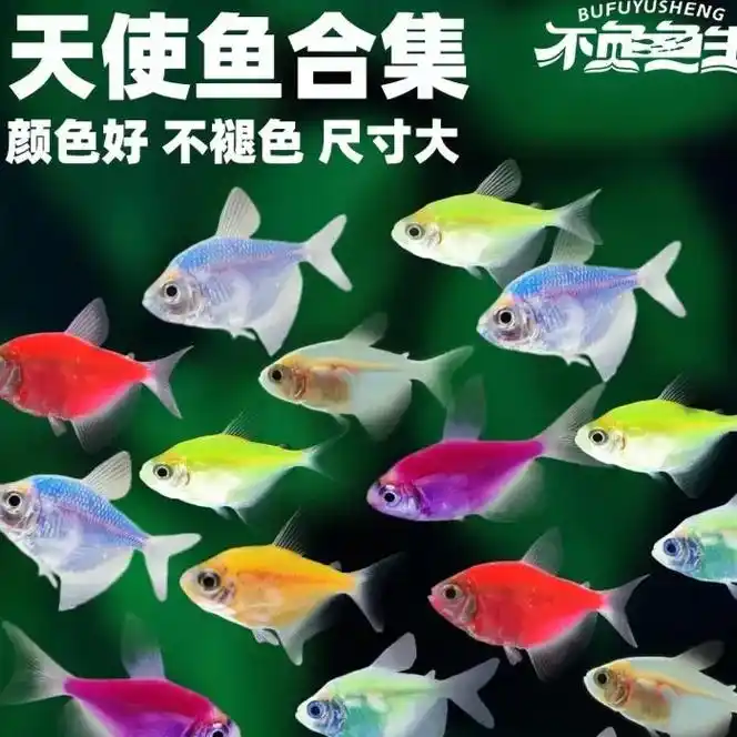 天使鱼观赏鱼,色彩斑斓,养殖也很简单,非常适合新手养哦~包邮 - 抖音