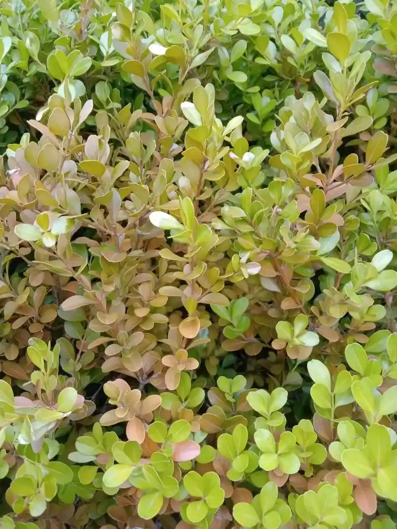 瓜子黄杨出现整株枝叶发黄枯死,最终还是根系的问题.#病虫害防 - 抖音