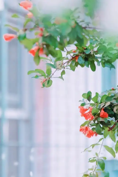 一树榴花,唯美了整个繁夏