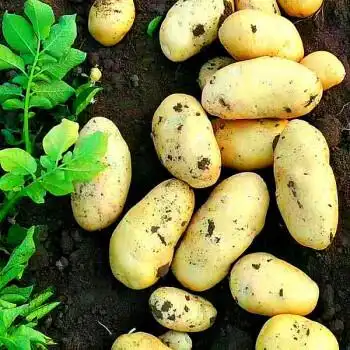 新鲜富硒荷兰土豆小洋芋马铃薯土豆批发超大果单个200克以上5斤净重