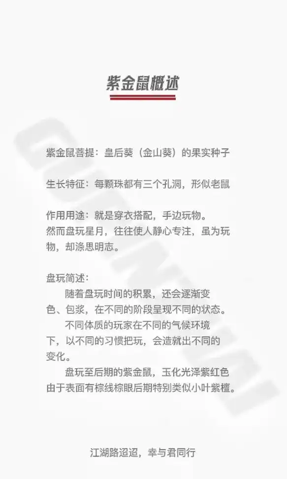 紫金鼠是什么?紫金鼠如何区分好坏?空心鼠和实 - 抖音