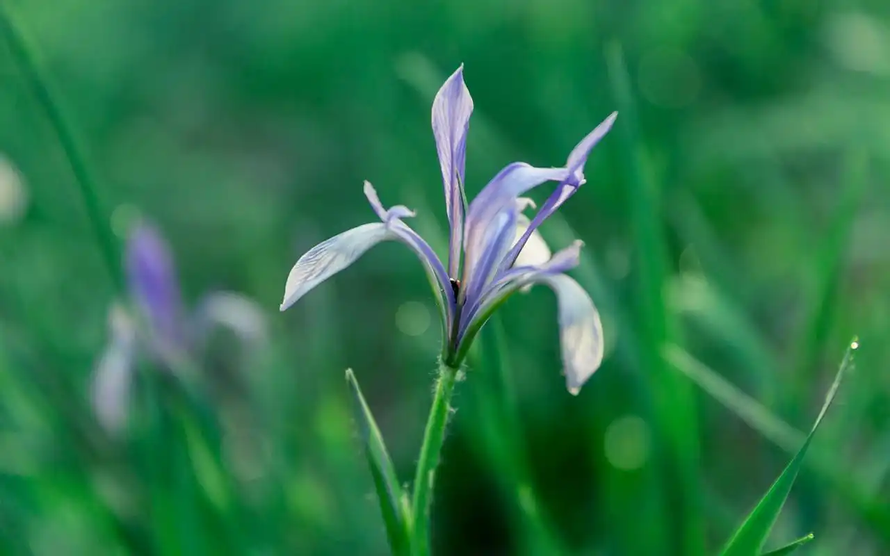 清新护眼绿色植物光影图片桌面壁纸