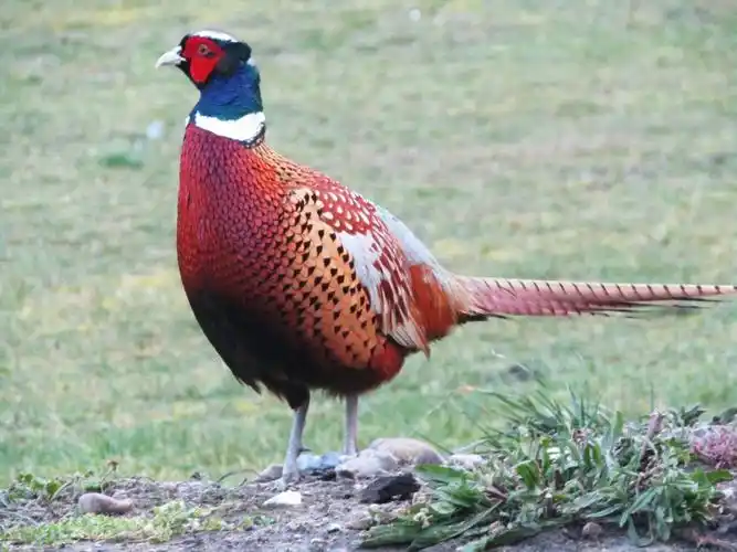 美丽活泼的七彩山鸡图片第11张