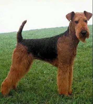 万能梗图片动物狗图片梗类犬图片大全