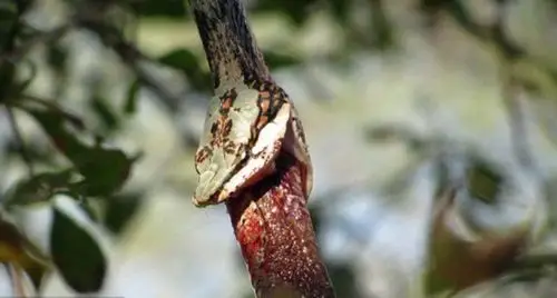 赞比亚公园现"蛇吞蛇"凶残景象