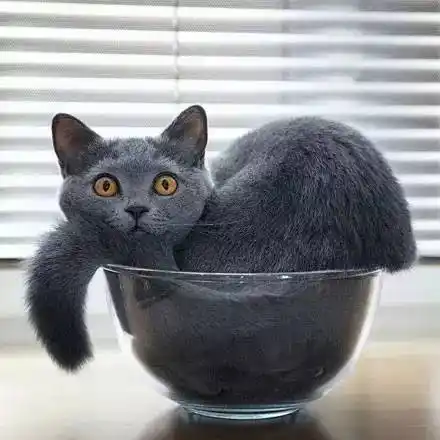 这呆萌的表情也是挺拼.