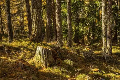 冰岛,森林,树墩,树干,大自然壁纸,照片,下载