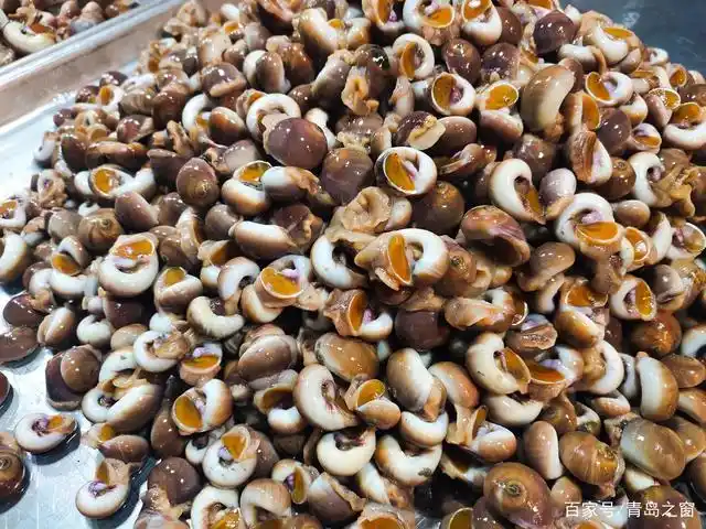 青岛早市,香波螺降价,最便宜的15元一斤,一斤降了几块钱