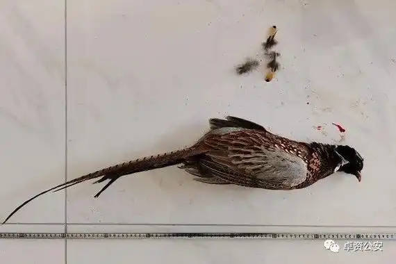 乌兰察布1人非法持有枪支野外狩猎被抓其车内发现被射杀的野鸡