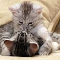 两只萌猫咪亲吻可爱qq头像图片