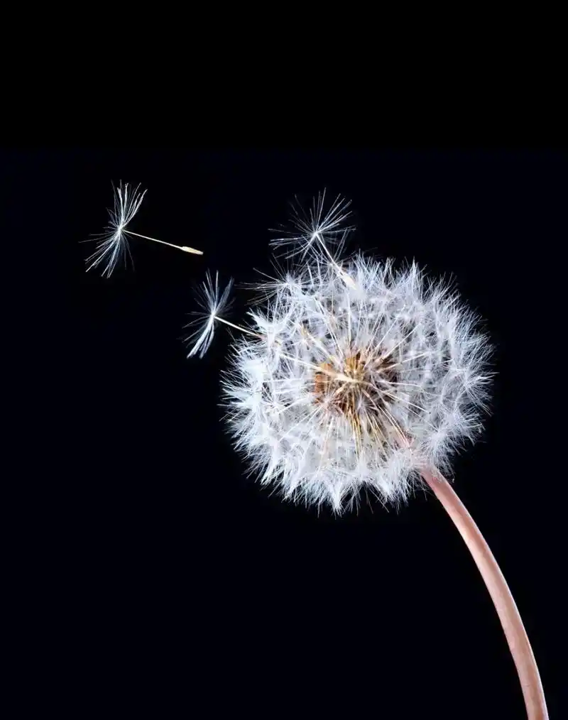 那些身边渐行渐远的亲人和朋友就像蒲公英美颜和不美颜的照片差距有点