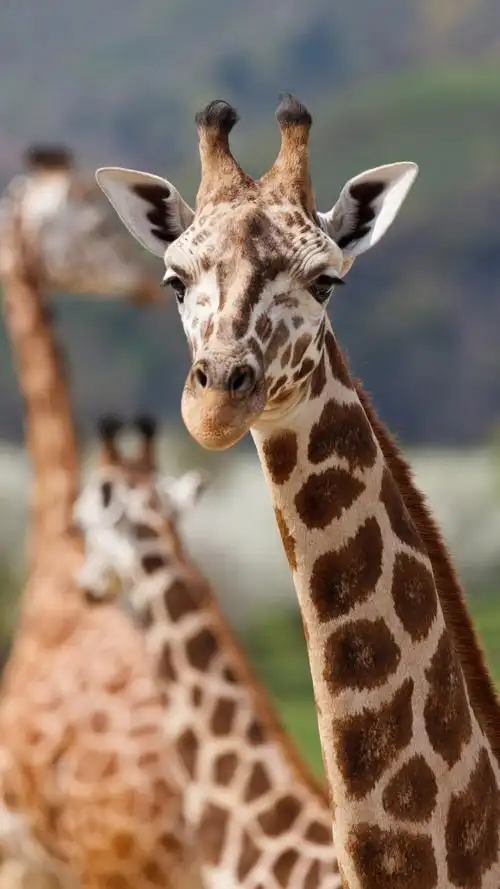 长颈鹿 - 堆糖,美图壁纸兴趣社区