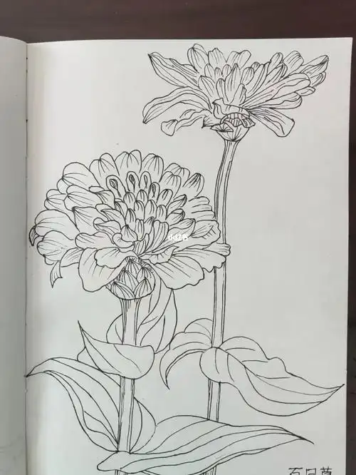 针管笔临摹  《自在飞花》之百日草.