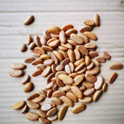 新采金弹子种子老鸦柿各类品种混合种子 金弹子树苗 珍贵盆景