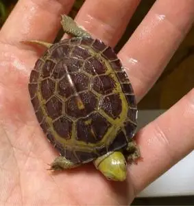 纯种皖南外塘水锈小青苗小青龟苗干苗种龟黄喉拟水龟乌龟活物全品