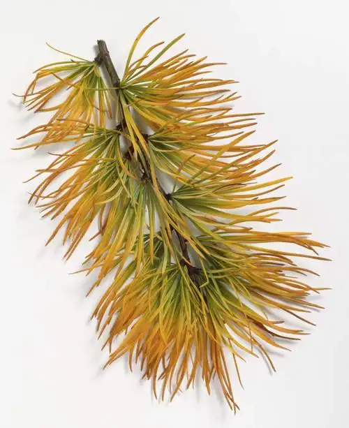 无人,竖图,俯视,室内,特写,白天,白色背景,植物,松树,阴影,反射,影子