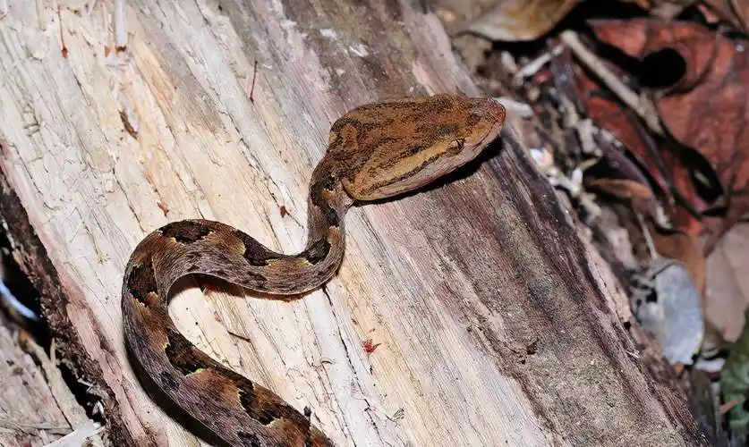 原矛头蝮,一类典型的三角头剧毒蛇.