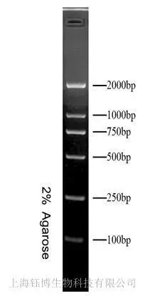 bm2000 dna marker bm2000 dna marker