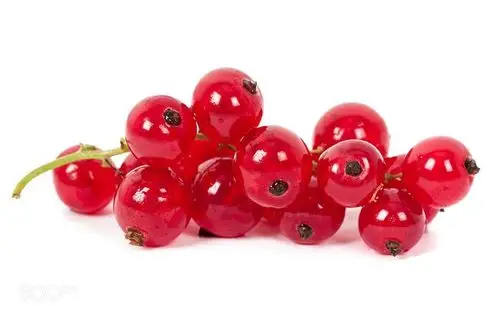 redcurrant, isolated on white by svetlana saratova on 500px