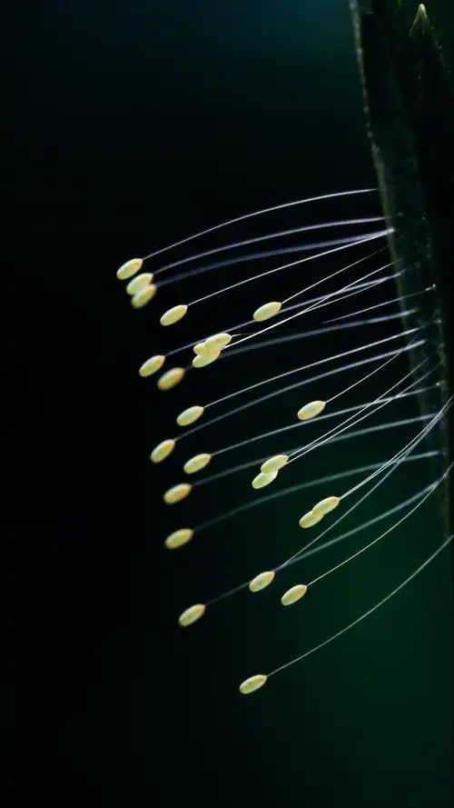 草蛉卵微信摄影作品