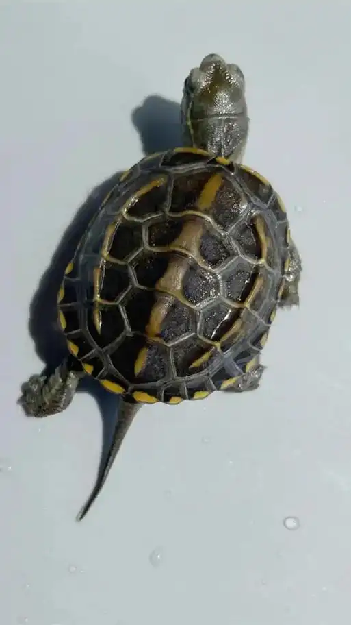 草龟多大算成年?7~8厘米的草龟是多大?6到7厘米草龟几岁  - 抖音