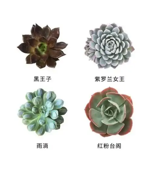 多肉植物品种大全图解(1000种多肉植物名称图片大全)