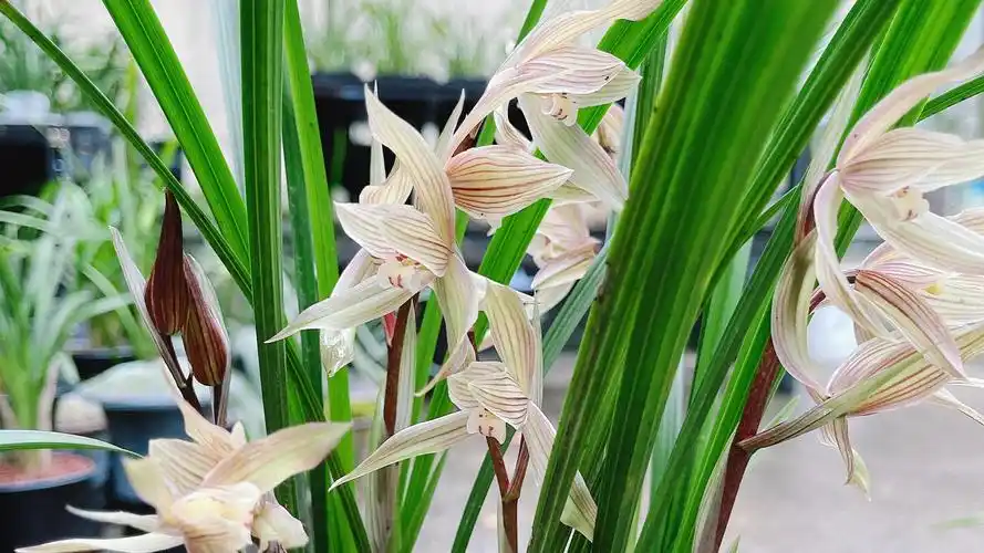 最名贵十种兰花(最名贵十种兰花价格及图片)