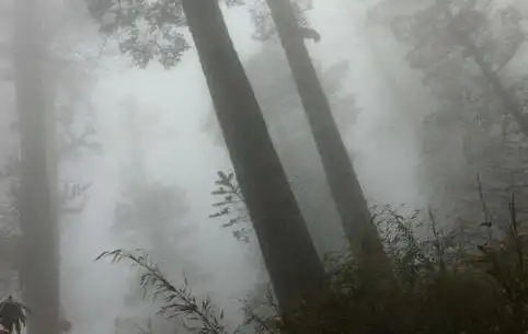 中国最诡异的森林,和百慕大三角同一纬度,进去就会迷失方向