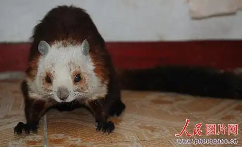 湖北襄樊市民街头捡飞鼠 无处收养放家中(组图)