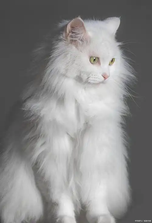 纯白猫蓝眼睛是什么品种?