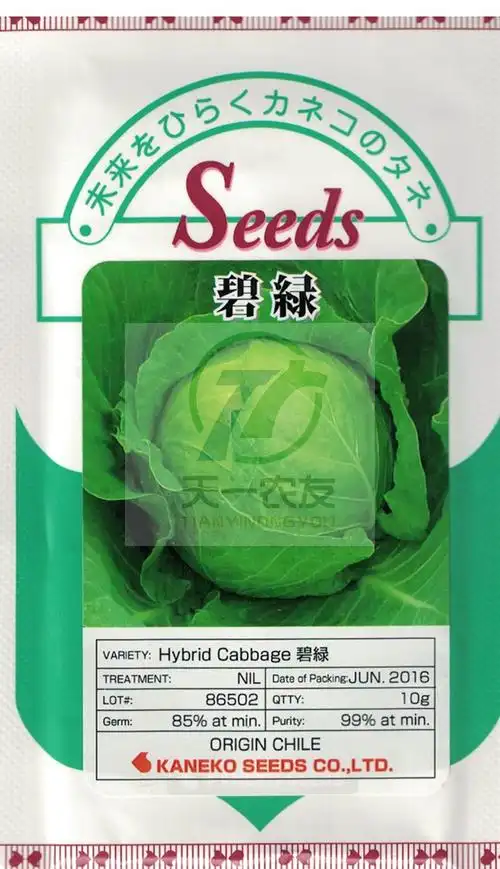碧绿日本金子进口结球甘蓝种子球型圆整黄萎病蔬菜种子
