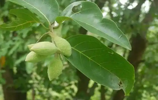 毛诃子别名_植物形态_药材性状_功能与主治-艾草之乡