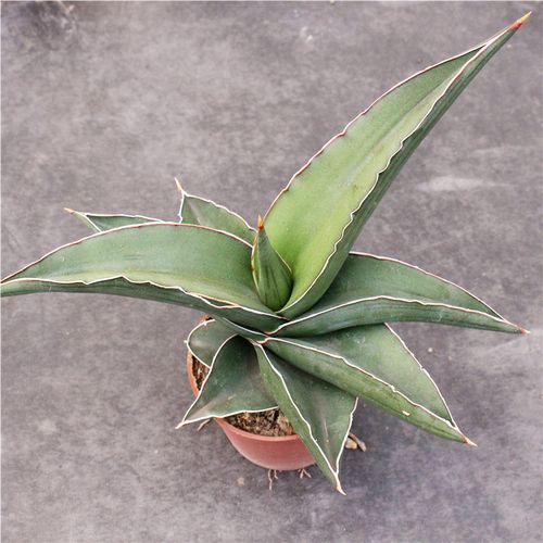 鸟嘴虎皮兰 进口高端虎尾兰防辐射小盆栽 泰国稀有品种 多肉植物