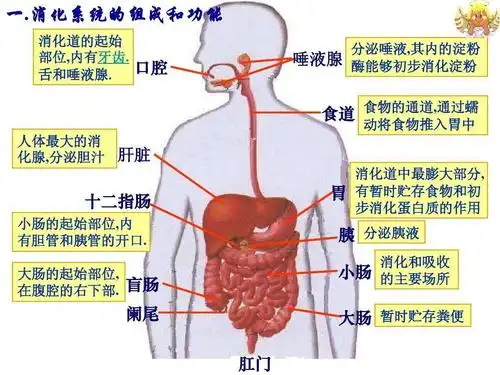 中大班绘本延伸: 认识消化系统概观图