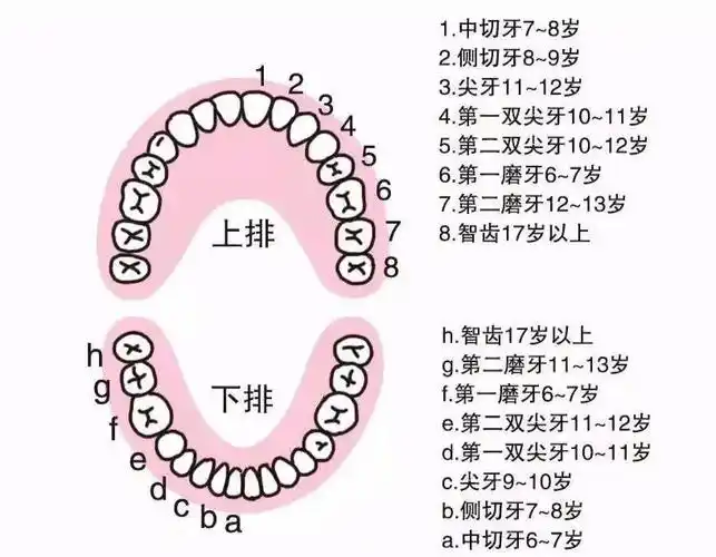出现乳牙的生理性脱落,恒牙的萌出生长的现象,我们称之为『换牙期』或