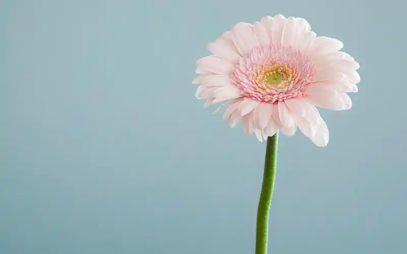 唯美花瓣花朵图片高清电脑壁纸