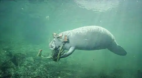 巨枪乌贼和大王乌贼 - 搜狗图片搜索