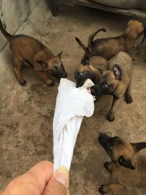 三个月的精品马犬一窝全国包邮疫苗驱虫齐全保证健康