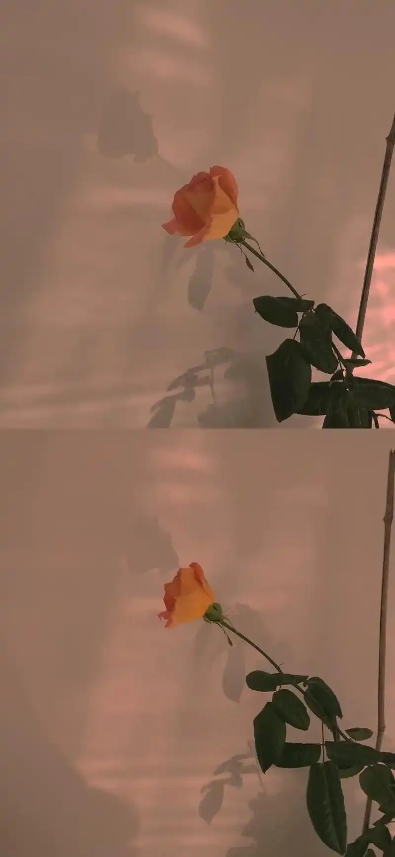 背景图丨"愿你被温柔以待"