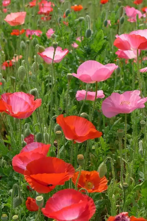 清新优雅的虞美人!