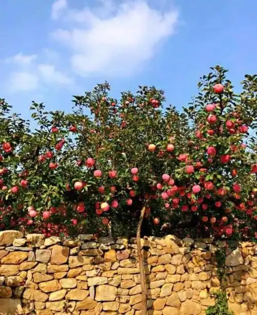 原创18种果树有院子定要养个遍从开花到结果感受春华秋实