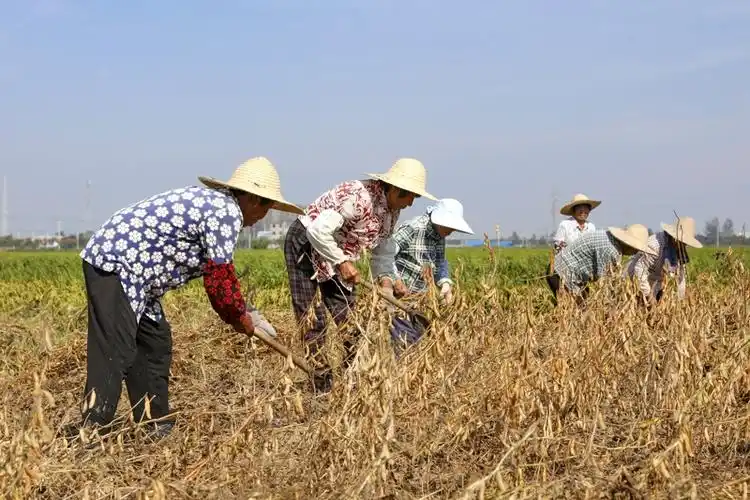 2021年9月24日,洪泽区三河镇农民在收割黄豆.
